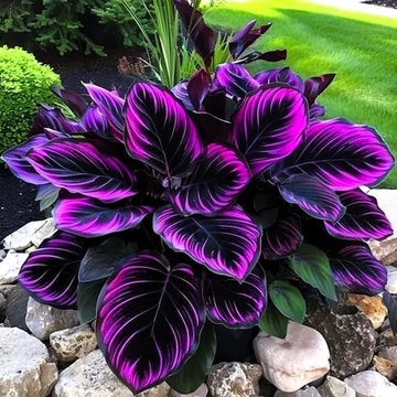 Purple Calathea Warscewiczii Flower Seeds for PlantingHeirloom & NonGMO Seeds Vibrant Colors 
 
 Sale