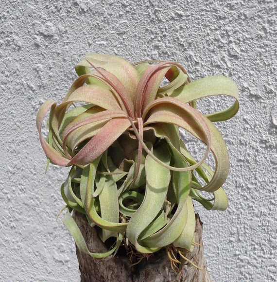Green Tillandsia Streptophylla Flower seeds for Planting Cottage Garden Essential Heirloom & GMO Free Seeds for Home Garden 
 
 Sale