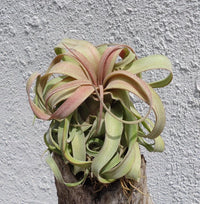Green Tillandsia Streptophylla Flower seeds for Planting Cottage Garden Essential Heirloom & GMO Free Seeds for Home Garden 
 
 Sale