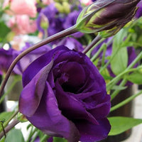 Deep Blue Eustoma (Lisianthus) Flower seeds for Planting - Hardy Variety, Heirloom & GMO Free Seeds for Home Garden