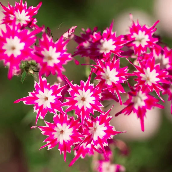 Starflower Seeds for Unique and Colorful Garden Decoration