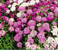 Mix Candytuft Flower Seeds for Planting - Colorful Annual Blooms for Vibrant Gardens
