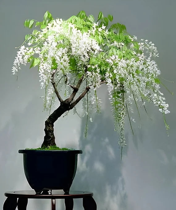 Tarassaco Seeds, Bonsai Flowers, Genuine Biological Flower for Domestic Gardens