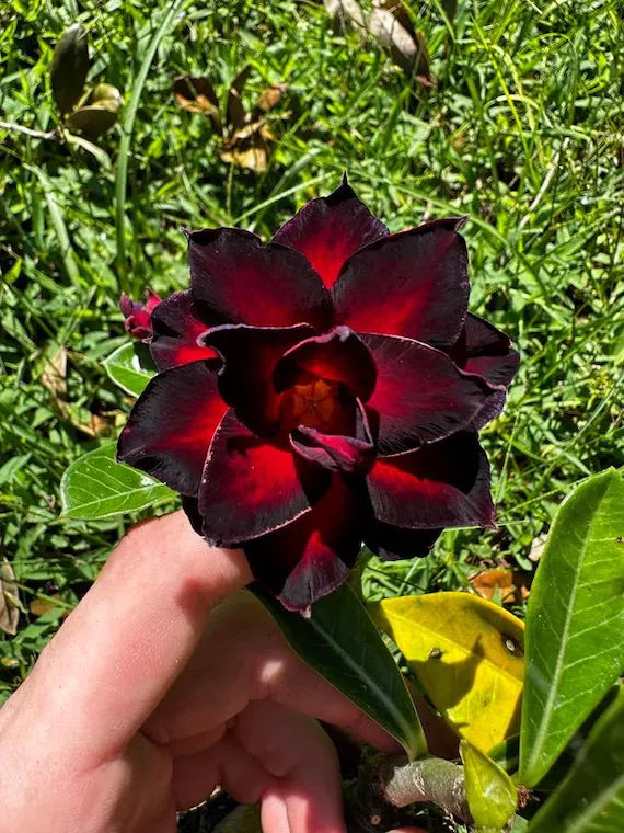 Adenium Flower seeds for Planting - Colorful Display, Heirloom & GMO Free Seeds for Home Garden