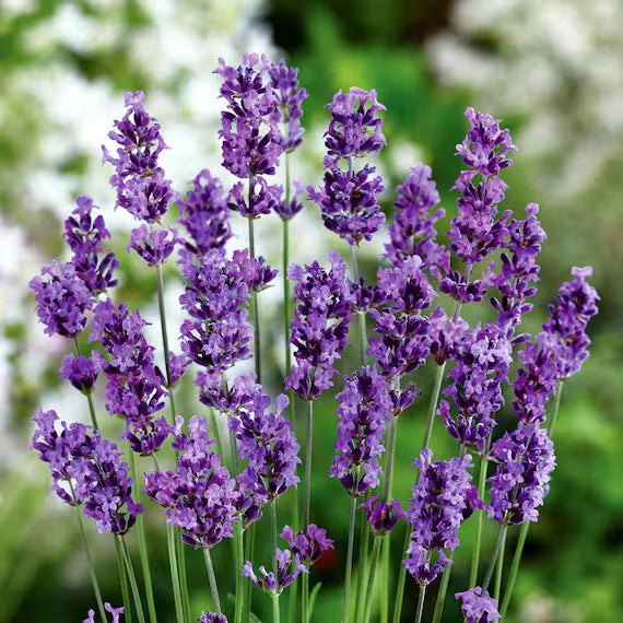 Lavender Munstead Flower seeds for Planting Long Bloom Season Heirloom & GMO Free Seeds for Home Garden 
 
 Sale