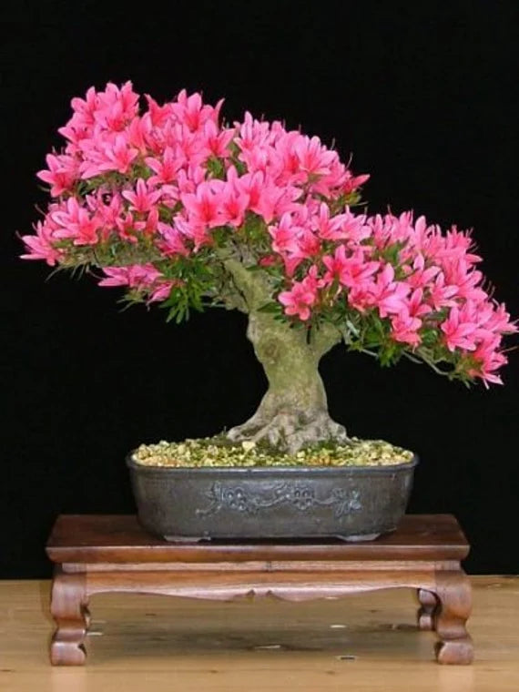 Crepe Myrtle Lagerstroemia Bonsai Flower Seeds