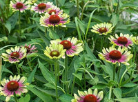 Green ConeFlower seeds for Planting - Perfect for Borders, Heirloom & GMO Free Seeds for Home Garden
 
 Sale