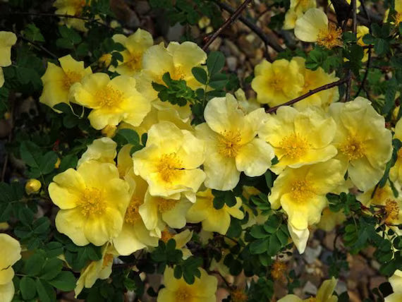 Dark Yellow Rosa Xanthina Seeds Flower seeds for Planting Cut Flower Favorite Heirloom & GMO Free Seeds for Home Garden