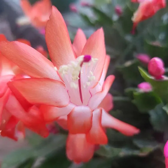 Dark Orange Zygocactus Flower seeds for Planting Shade Tolerant Heirloom & GMO Free Seeds for Home Garden
 
 Sale