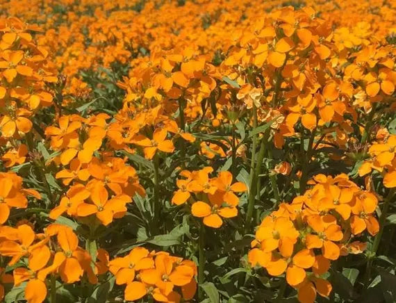Orange Siberian WallFlower seeds for Planting - Wildflower Mix, Heirloom & GMO Free Seeds for Home Garden