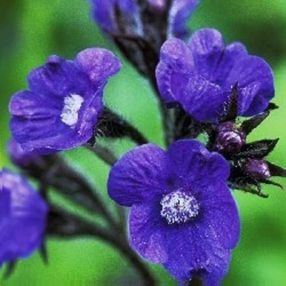 Blue Anchusa Flower seeds for Planting Perfect for Borders Heirloom & GMO Free Seeds for Home Garden
 
 Sale