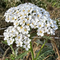 White Yarrow Flower seeds for Planting Cut Flower Favorite Heirloom & GMO Free Seeds for Home Garden 
 
 Sale
