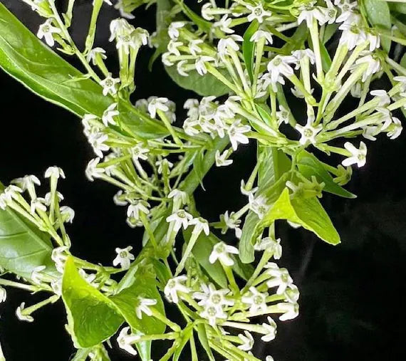 Nocturnum Flower seeds for Planting - Seasonal Bloomer, Heirloom & GMO Free Seeds for Home Garden