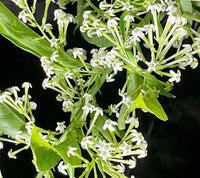 Nocturnum Flower seeds for Planting - Seasonal Bloomer, Heirloom & GMO Free Seeds for Home Garden