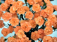 Orange Carnation Flower Seeds for Planting – Compact Growth Heirloom & GMO Free Seeds for Home Garden
 
 Sale