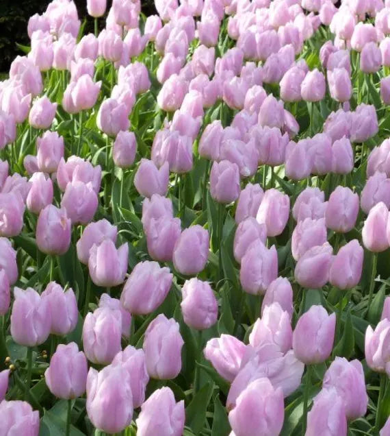 Light Purple Tulip Flower seeds for Planting Rich Blooms Heirloom & GMO Free Seeds For Home Garden 
 
 Sale