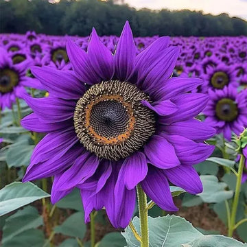 Purple Mini Sunflower Seeds for Planting  Grow Your Garden