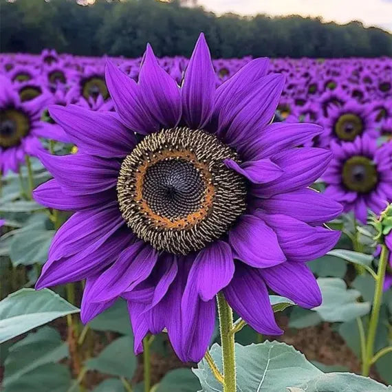 Purple Sunflower Flower seeds for Planting Sun Loving Heirloom & GMO Free Seeds for Home Garden
 
 Sale