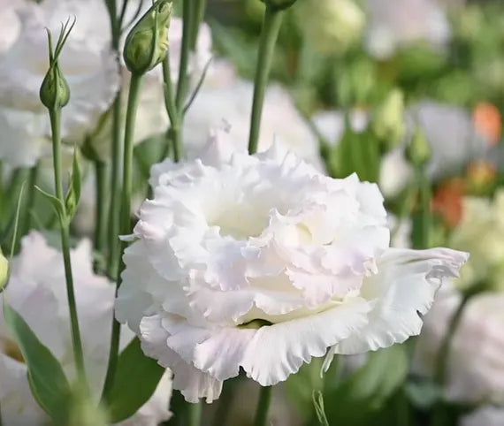 White Lisianthus Echo Flower seeds for Planting, Premium Quality Heirloom & GMO Free Seeds for Home Garden