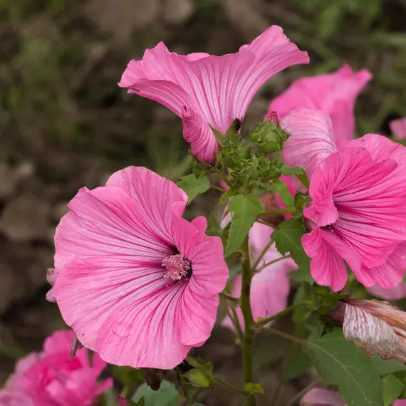 Heirloom Lavatera Flower seeds for Planting Pollinator Friendly Heirloom & GMO Free Seeds for Home Garden