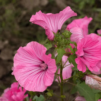 Heirloom Lavatera Flower seeds for Planting Pollinator Friendly Heirloom & GMO Free Seeds for Home Garden