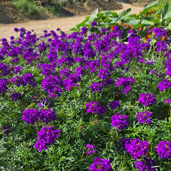 Purple Moss Verbena Seeds for Planting - Stunning Garden Ground Cover
