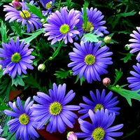 Blue Iberidifolia Flower seeds for Planting Sun Loving Heirloom & GMO Free Seeds for Home Garden 
 
 Sale