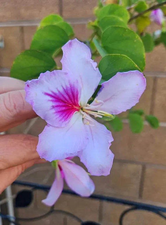Light Pink Bauhinia Flower Seeds for Planting Garden Favorite Heirloom & GMO Free Seeds for Home Garden
 
 Sale