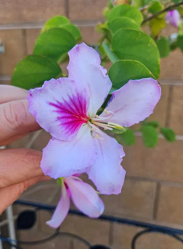 Light Pink Bauhinia Flower Seeds for Planting Garden Favorite Heirloom & GMO Free Seeds for Home Garden
 
 Sale