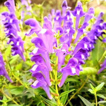 Blue Skullcap Flower seeds for Planting - Shade Tolerant, Heirloom & GMO Free Seeds for Home Garden