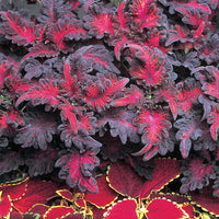Black Red Coleus Flower seeds for Planting Seasonal Bloomer Heirloom & GMO Free Seeds for Home Garden