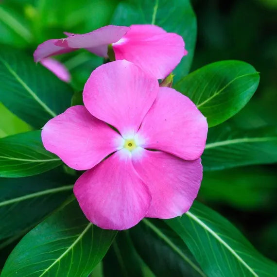 Pink Periwinkle Flower seeds for Planting Premium Quality Heirloom & GMO Free Seeds for Home Garden 
 
 Sale