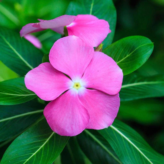 Rose Halo Periwinkle Seeds – Fragrant Vinca Annual with Rosy Accents
