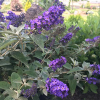 Dark Blue Buddleia Flower Seeds for Planting Drought Tolerant Heirloom & GMO Free Seeds for Home Garden
 
 Sale