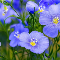 Blue Crystal Flower Seeds - Perfect for Planting
