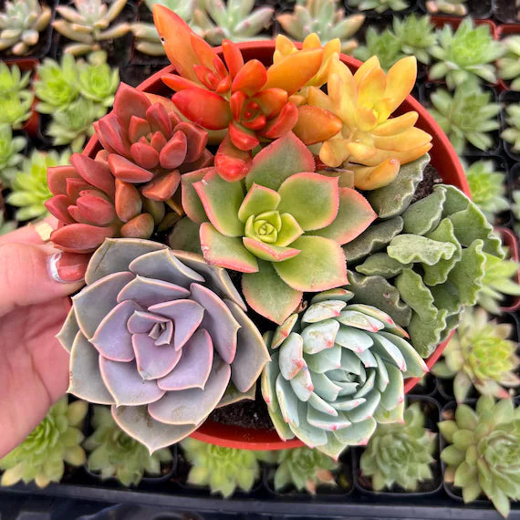 Rainbow Succulent Flower seeds for Planting Fragrant Blossoms Heirloom & GMO Free Seeds for Home Garden