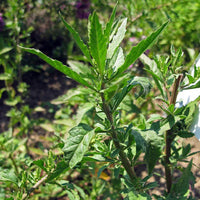 Epazote Dysphania Ambrosioides Seeds – Heirloom Non-GMO Herb for Easy Home Garden Planting