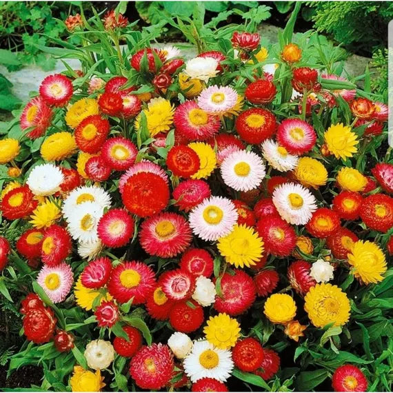 Strawflower Mix Flower seeds for Planting - Perfect for Borders, Heirloom & GMO Free Seeds for Home Garden