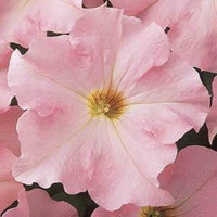 Blush Pink Petunia Flower seeds for Planting Shade Tolerant Heirloom & GMO Free Seeds for Home Garden 
 
 Sale