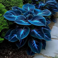 Deep Blue Coleus Flower seeds for Planting Garden Favorite Heirloom & GMO Free Seeds for Home Garden 
 
 Sale