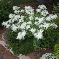 Euphorbia Early Snow White Flower seeds for Planting Drought Tolerant Heirloom & GMO Free Seeds for Home Garden 
 
 Sale
