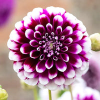 Violet Dahlia Flower Seeds for Planting Compact Growth Heirloom & GMO Free Seeds for Home Garden
 
 Sale