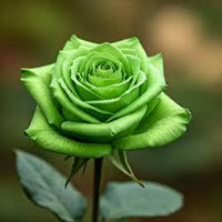 Army Green Rose Flower seeds for Planting Garden Favorite Heirloom & GMO Free Seeds for Home Garden 
 
 Sale