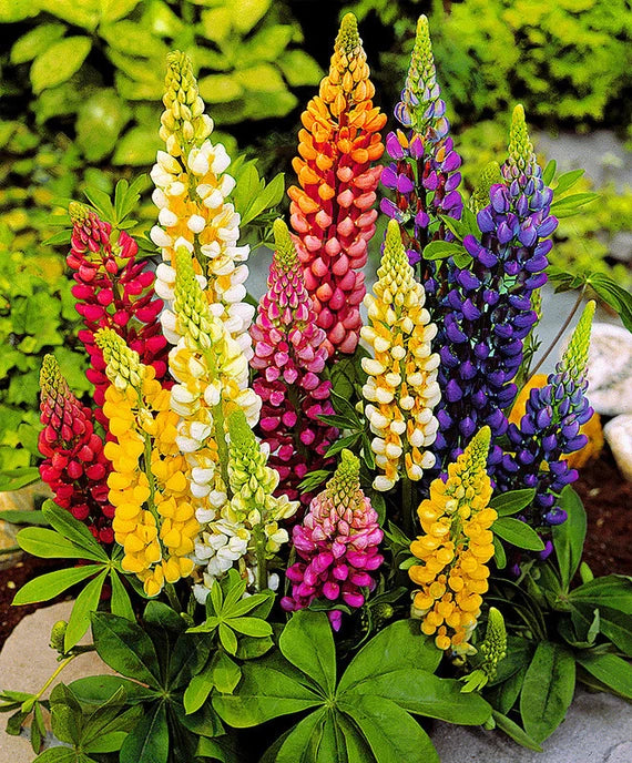 Mixed Tutti Frutti Lupine Flower seeds for Planting - Bright Blooms, Heirloom & GMO Free Seeds for Home Garden