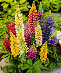 Mixed Tutti Frutti Lupine Flower seeds for Planting - Bright Blooms, Heirloom & GMO Free Seeds for Home Garden