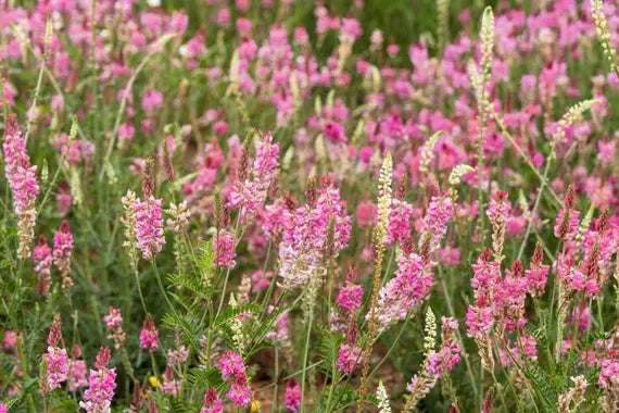Sainfoin Flower seeds for Planting - Sun Loving, Heirloom & GMO Free Seeds for Home Garden