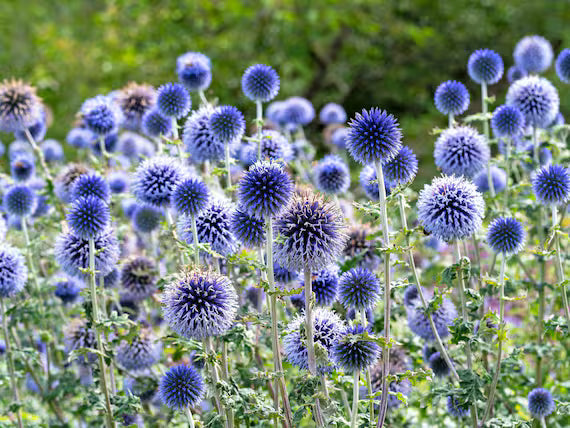 Purple Rattlesnake Flower seeds for Planting - Long Bloom Season, Heirloom & GMO Free Seeds for Home Garden