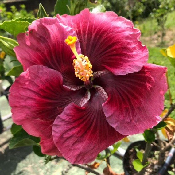 Ash Red Hibiscus Flower seeds for Planting Long Bloom Season Heirloom & GMO Free Seeds for Home Garden 
 
 Sale
