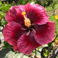 Ash Red Hibiscus Flower seeds for Planting Long Bloom Season Heirloom & GMO Free Seeds for Home Garden 
 
 Sale