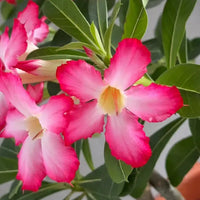 Adenium Obesum Flower seeds for Planting - Pollinator Friendly, Heirloom & GMO Free Seeds for Home Garden